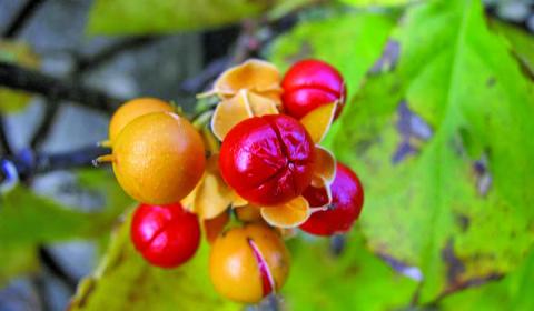 Oriental Bittersweet is the August “Invasive Plant of the Month.”