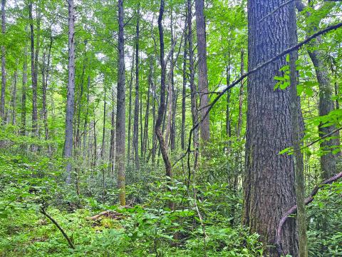 Five conservation groups have filed suit against the US Forest Service over the proposed Southside Timber Project.
