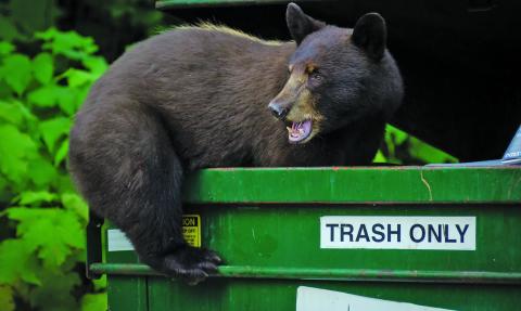 Bears may not be as prevalent in Highlands as in years past, but they are still wreaking havoc on area businesses.