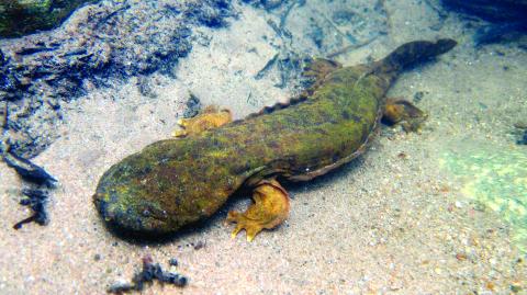 Hellbenders look scary, but they pose no threat to humans and are an important part of the ecosystem in Western North Carolina.