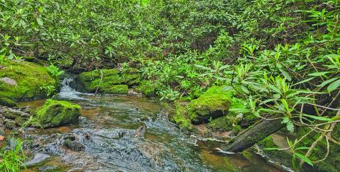 The Highlands Cashiers Land Trust recently conserved 54 acres near downtown Highlands along Glenn Falls Road.
