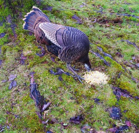 A wild turkey that had become a community mascot after Hurricane Helene has been relocated to Holly Forest.
