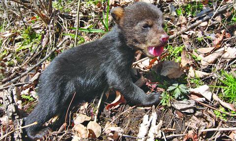 As bear cubs emerge with their mothers, the NC Wildlife Resources Commission is asking residents not to approach cubs and avoid contact whenever possible.