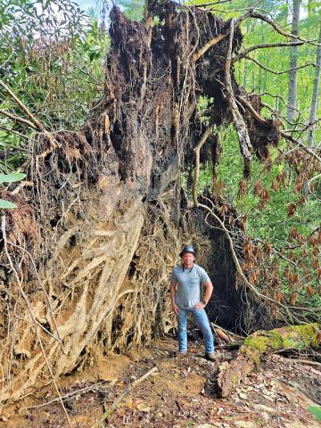 Steve Branson stands amidst a large tree extracted during the helicopter operation.