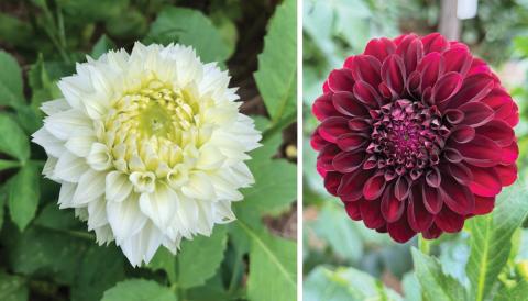 The Garden Soirée will highlight  the gardens at the Heys' home.