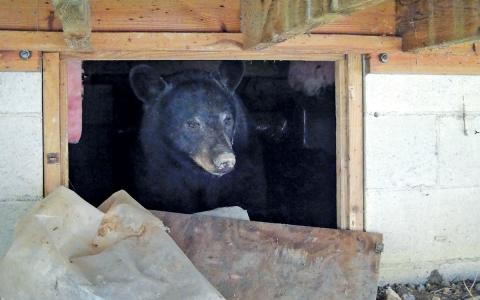 Now is the time when bears search for denning spots for winter. Potential areas around your home include crawl spaces, under decks, and storage sheds. The NC Wildlife Resources Commission recommends taking BearWise precautions now to protect your property.  |  Photo courtesy of NCWRC