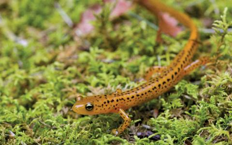 The Highlands Biological Station workshop series will include programs featuring amphibian diversity and biogeography.