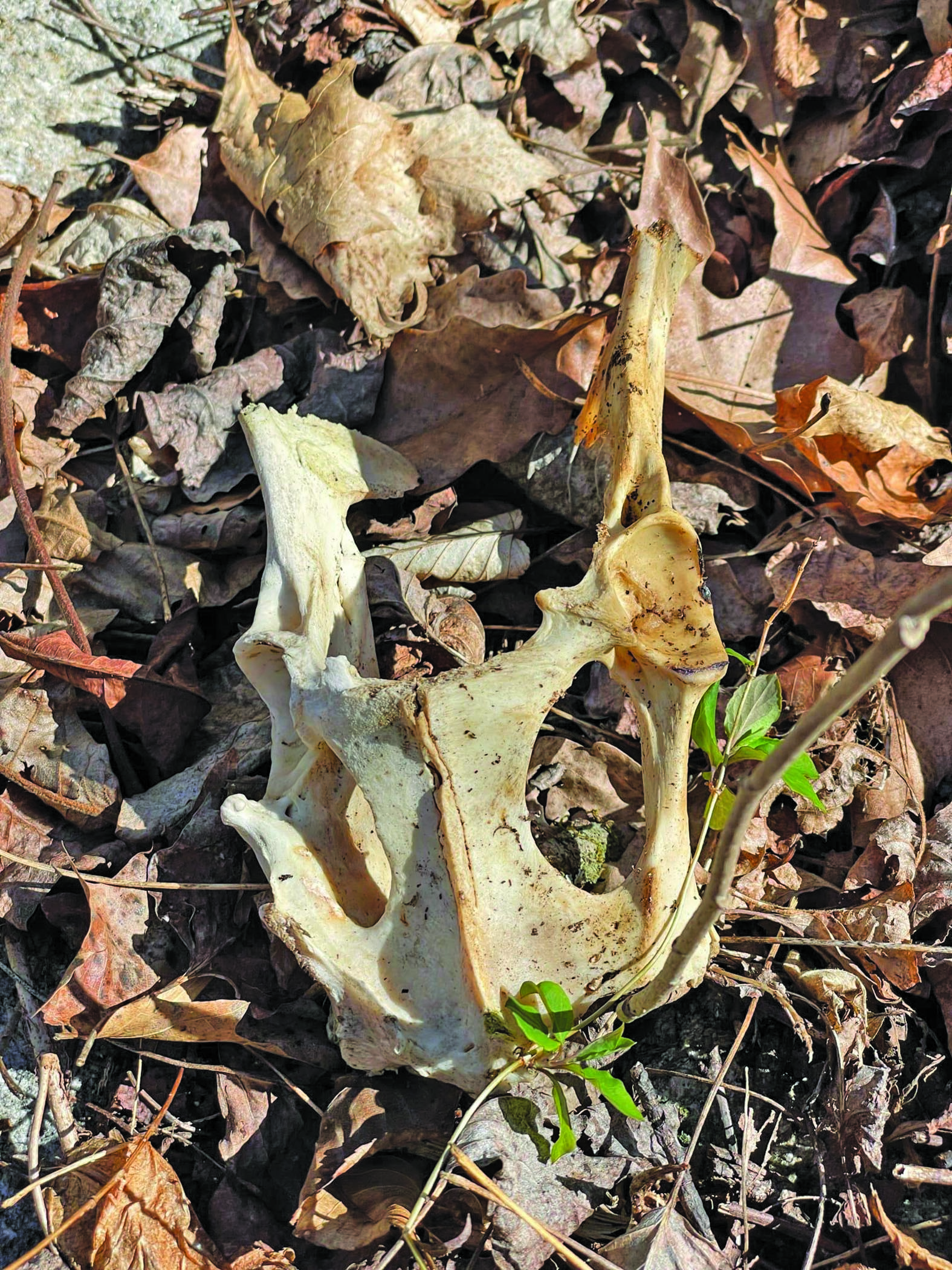 Photo by Eric Haggart A pelvis of an animal Eric Haggart found. 