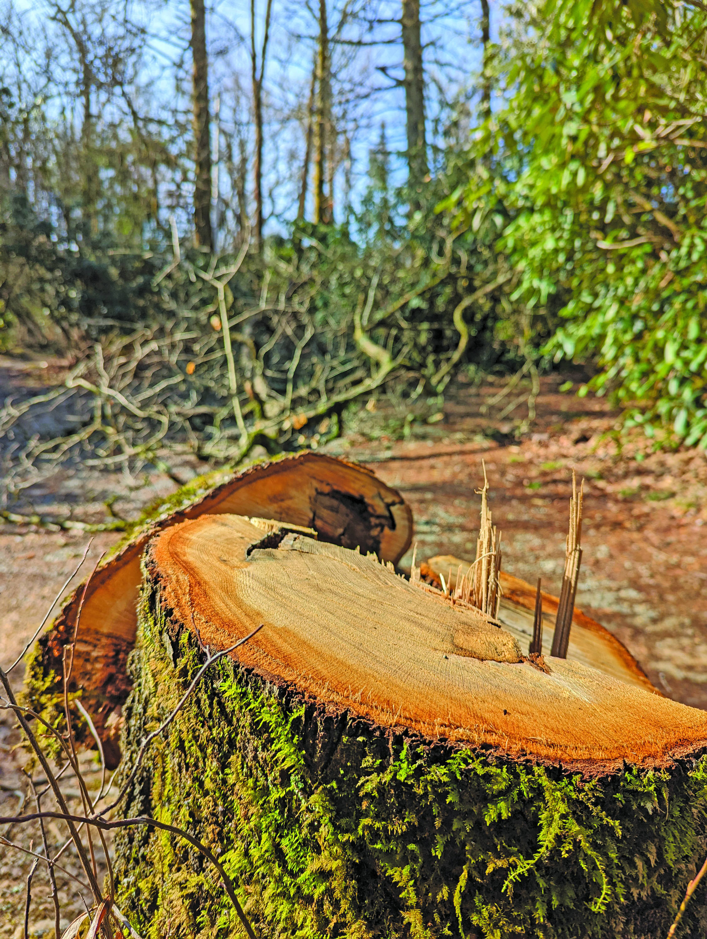The stump of the red oak that was cut down. Photo by Andrew Renfro/Highlands Cashiers Land Trust