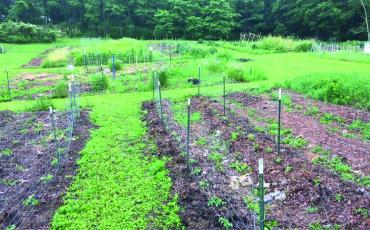 Plant for the Plateau is hoping to supply local food banks with fresh produce.