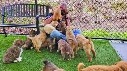 Submitted Photo CHHS executive director David Stroud being bombarded by puppies after a rescue in South Carolina. 