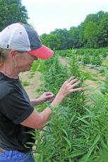 Photo by Christopher Lugo/Staff Lori Lacey handles a hemp plant at the Appalachian Growers’ farms near Franklin.
