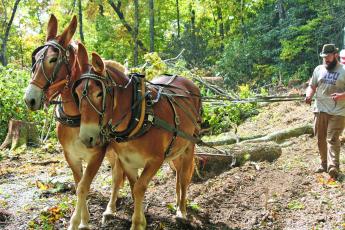 Ethan Fortner and his team of mules clear downed logs from Doc Wilson’s property in Highlands.