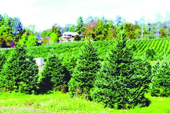 Vehicles with Christmas trees strapped to the roof are once again a common sight as many of the area’s tree farms officially opened for the 2022 holiday season last week.