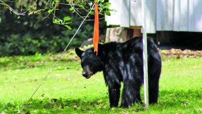 Bear encounters tend to increase in the fall as the animals search for food in preparation for the lean winter months.