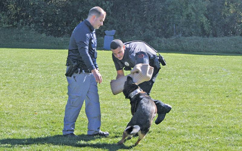 K-9 Hope puts the clamps on officer Tim Broughton during a demonstration.