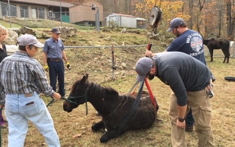 One of the horses rescued in a recent animal abuse case collapsed this past week, and members of Bakersville Fire and Rescue, the sheriff’s office and Mitchell County Emergency Management used the boom truck belonging to Young’s Fuel to get the horse back on her feet using a harness. (Submitted)
