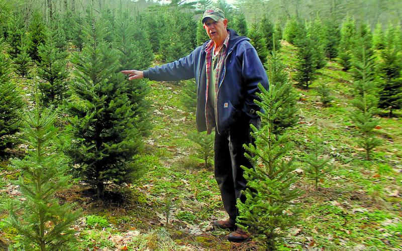 Larry Moss, owner of Moss Christmas Tree Farms, shows off the first post-recession crop of Fraser firs. which were planted four years ago and currently stand about five-feet high.