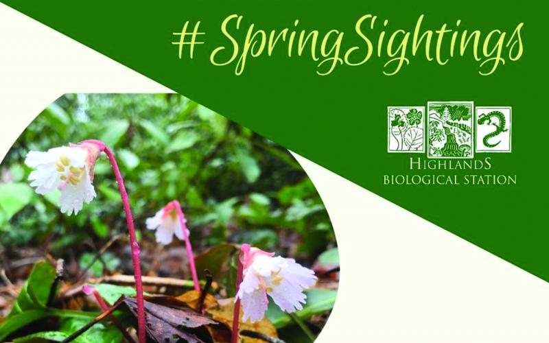 The Highlands Nature Center’s “Spring Sightings” series is part of the online offerings being introduced in 2020.