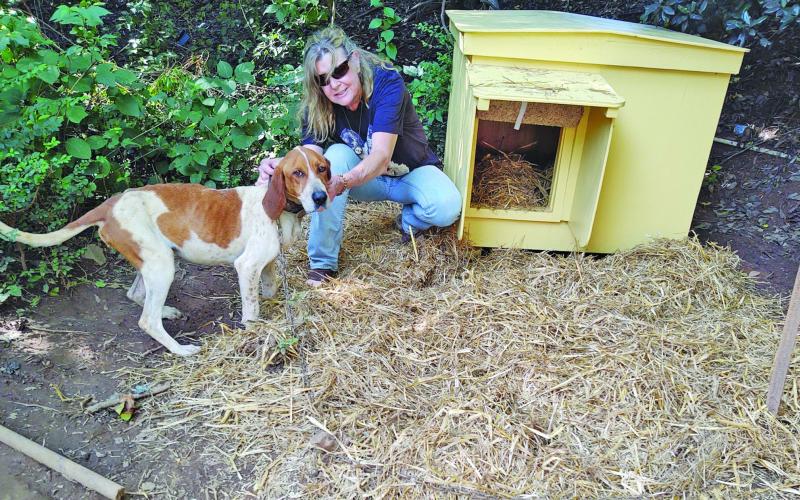 Habitat for Hounds builds houses for dogs in need.