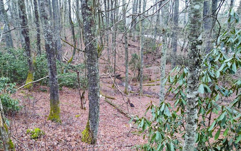 The Highlands-Cashiers Land Trust recently conserved 28 acres near the intersection of US 64 and Sherwood Forest Road.