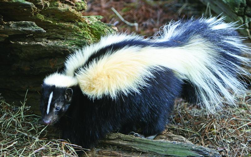 Macon County Public Health officials have identified a positive case of rabies in a skunk.