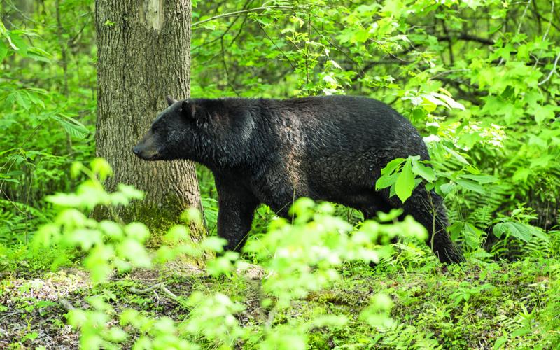 The NC Wildlife Resources Commission, Town of Highlands and BEAR task force hosted a joint BearWise virtual symposium on Sunday.