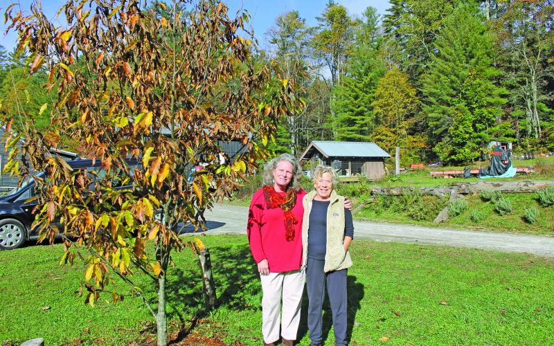 Photo by Christopher Lugo/Staff American Chestnut Foundation president Lisa Thomson visited the 73-acre farm of Highlands local Sallie Smith seven years after giving seedlings to Smith. 
