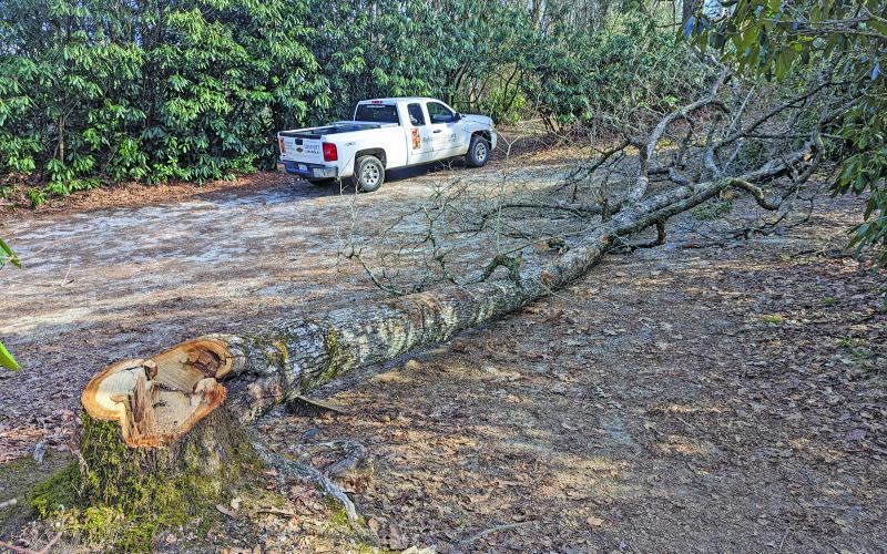 Photo by Andrew Renfro/Highlands Cashiers Land Trust An unknown person felled a mature red oak tree at the top of the old road bed as you first walk to Sunset Rock.