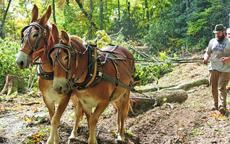 Ethan Fortner and his team of mules clear downed logs from Doc Wilson’s property in Highlands.