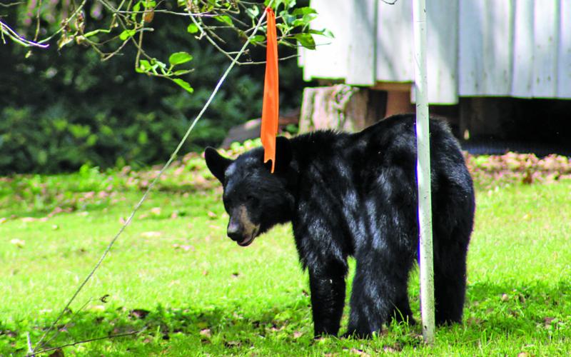 Bear encounters tend to increase in the fall as the animals search for food in preparation for the lean winter months.