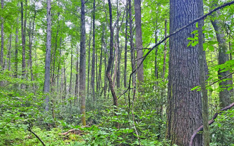 Five conservation groups have filed suit against the US Forest Service over the proposed Southside Timber Project.